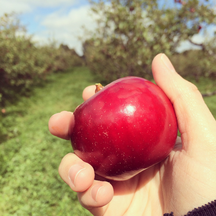apple_picking-9